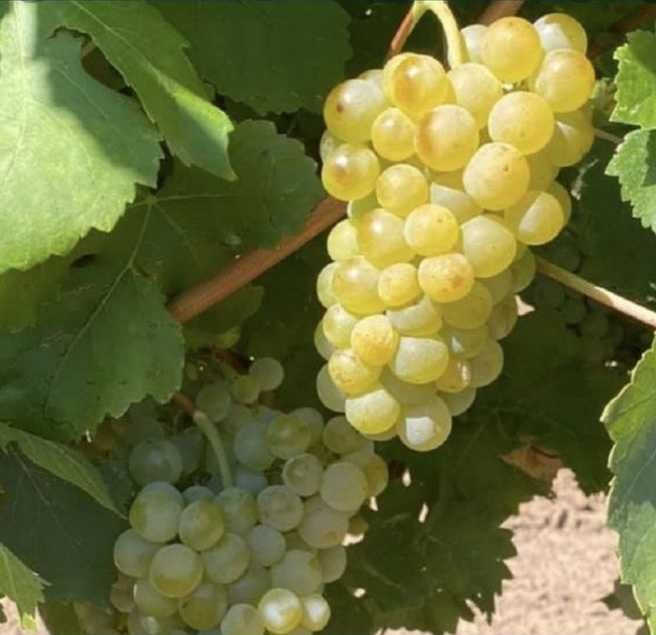 Struguri de vin adusi acasa soiuri alese albi/negri, pret producator