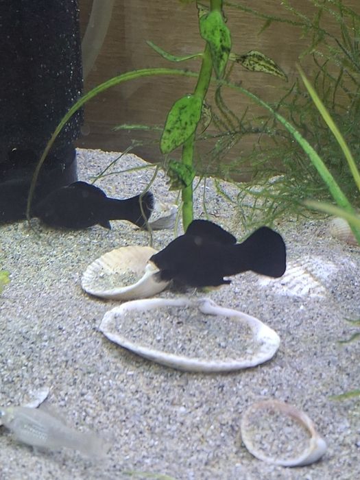 Велифера моллинезия нигра