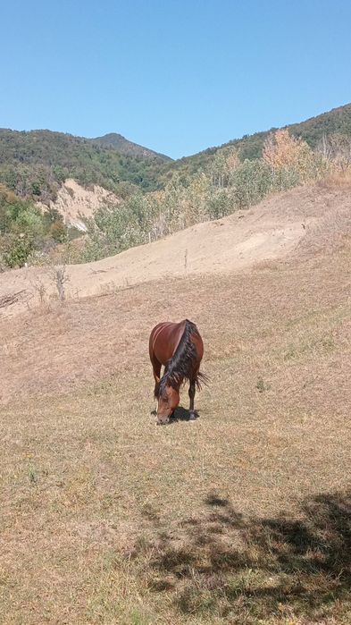 Armăsar de vânzare.
