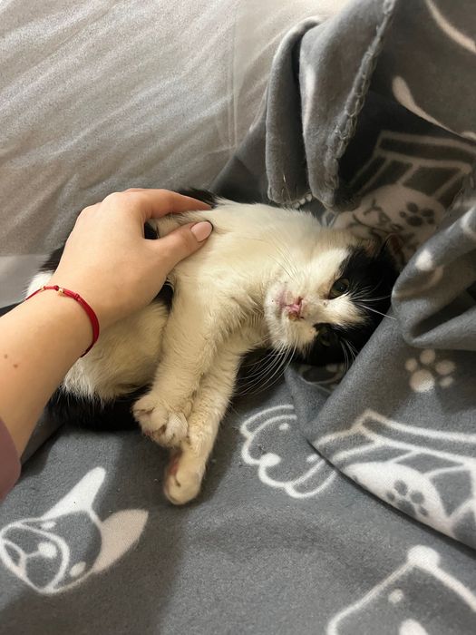 Подарявам бяло малко любвеобвилно котенце