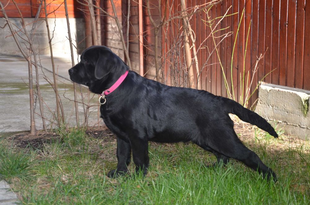 Femela neagra de Labrador Retriever cu Pedigree A, 6 luni
