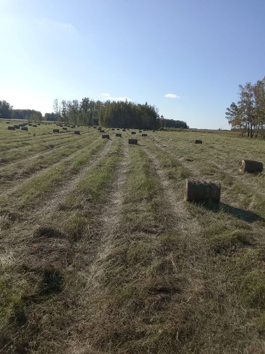 СЕНО самовывоз ..