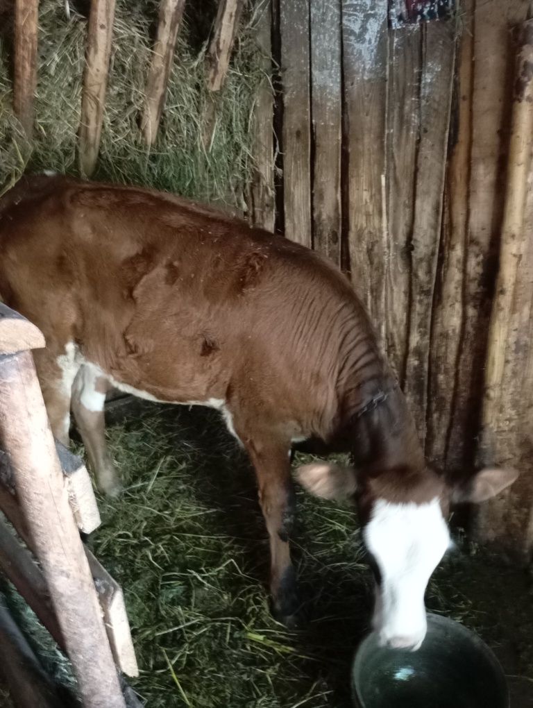 Vand vițică bălțată