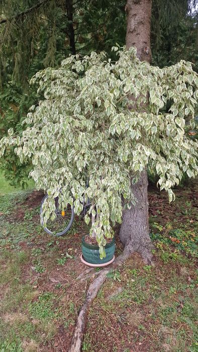 Copac ornamental ficus benjamina