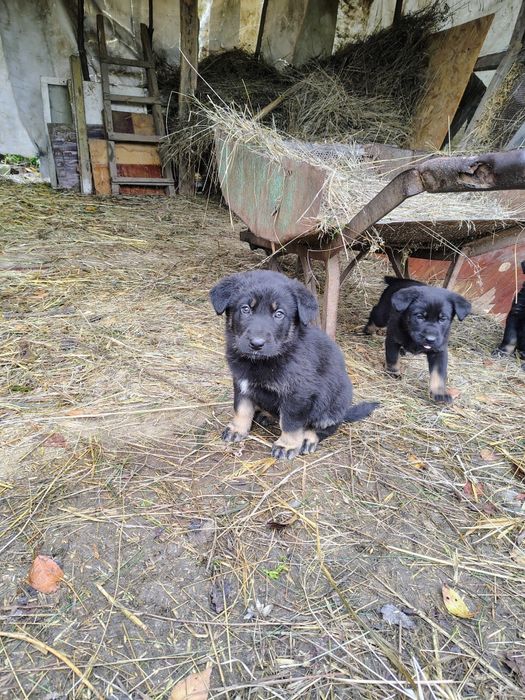 Căței ciobănești spre adopție