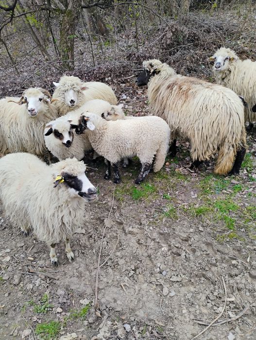 Vînt oii gestante turcane