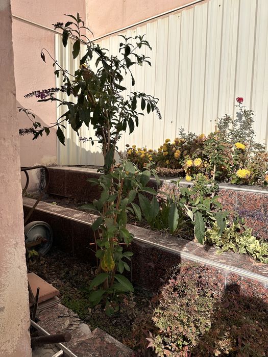 Будлея два куста.4х и 2х летки.