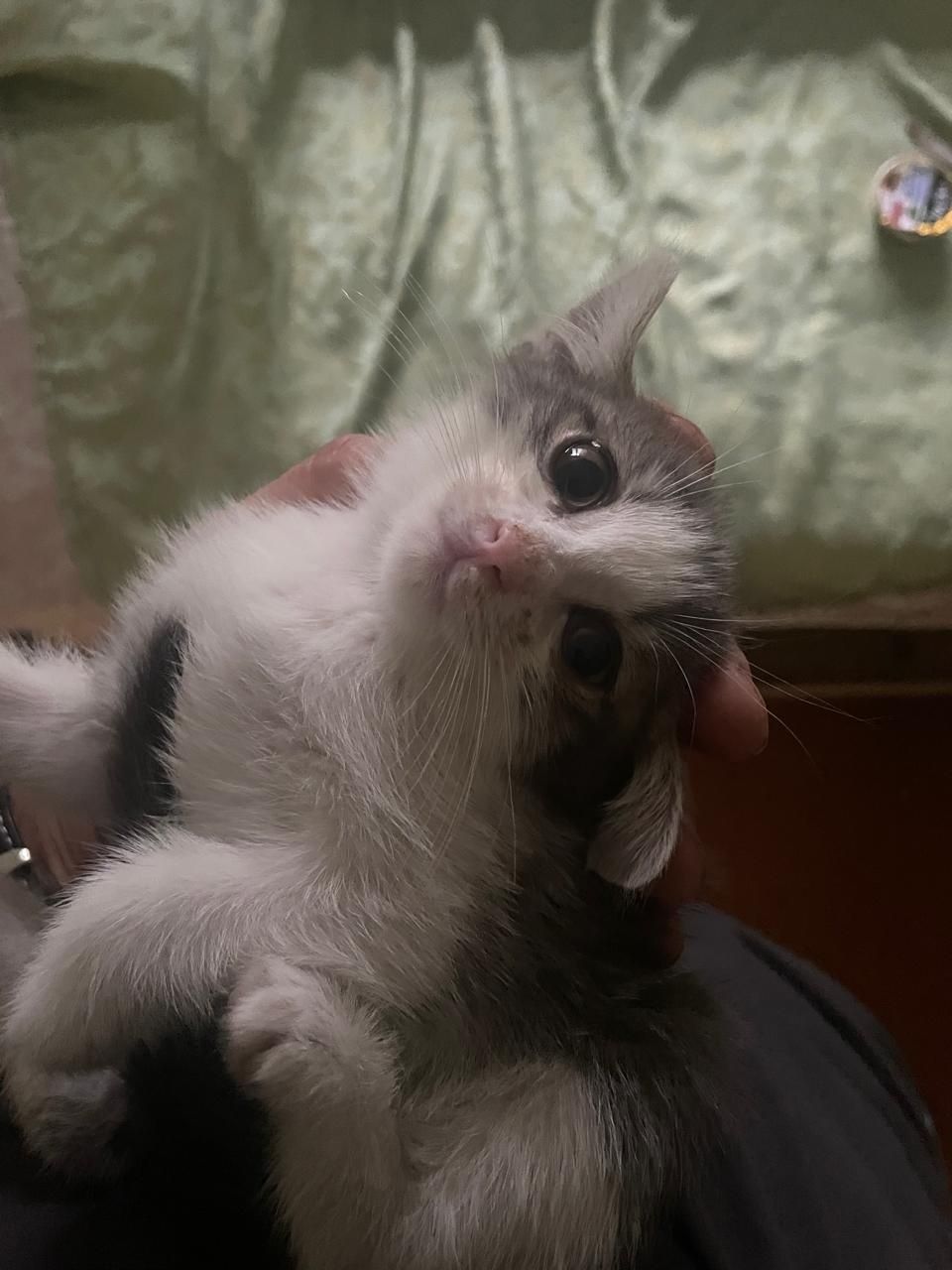 Котёнок в добрые руки