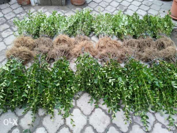 Plante de gard viu, lemn cainesc, ligustrum ovalifolium, rasaduri