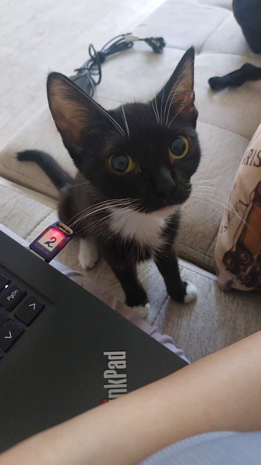 Кошка пропала район Молодёжный