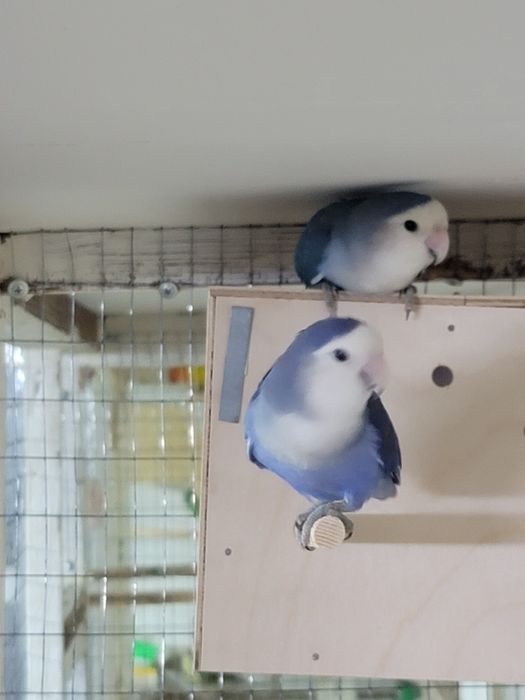 Неразлучник папугай