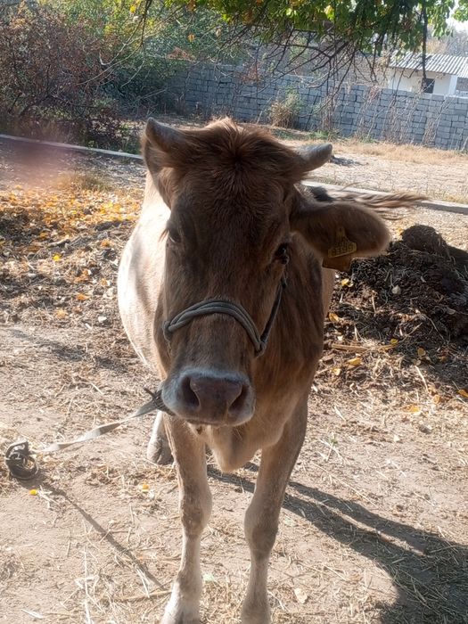 Ona bola sigir ikkinchi bolasi gunohim 8-10 suti bor yuvow sigir