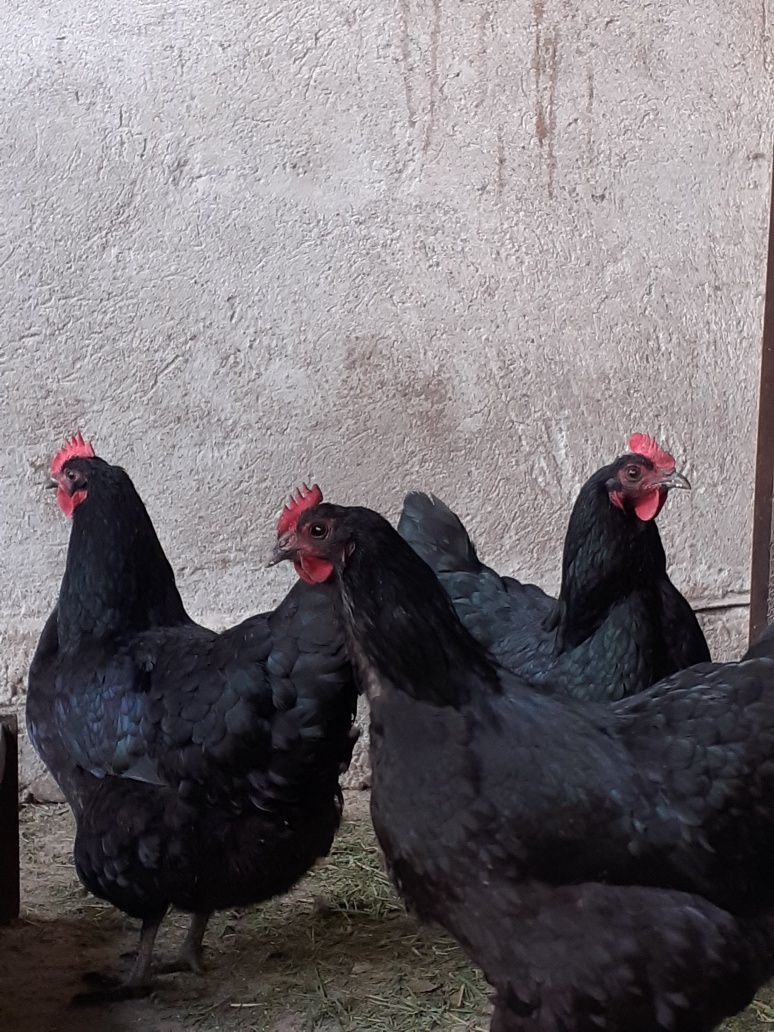 Pui de australorp negru