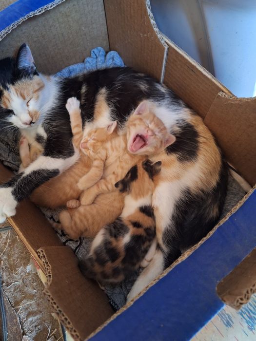 Подарявам 3 котенца