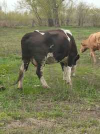 Продам корову телку год и два месяца и телочка двух месяцев