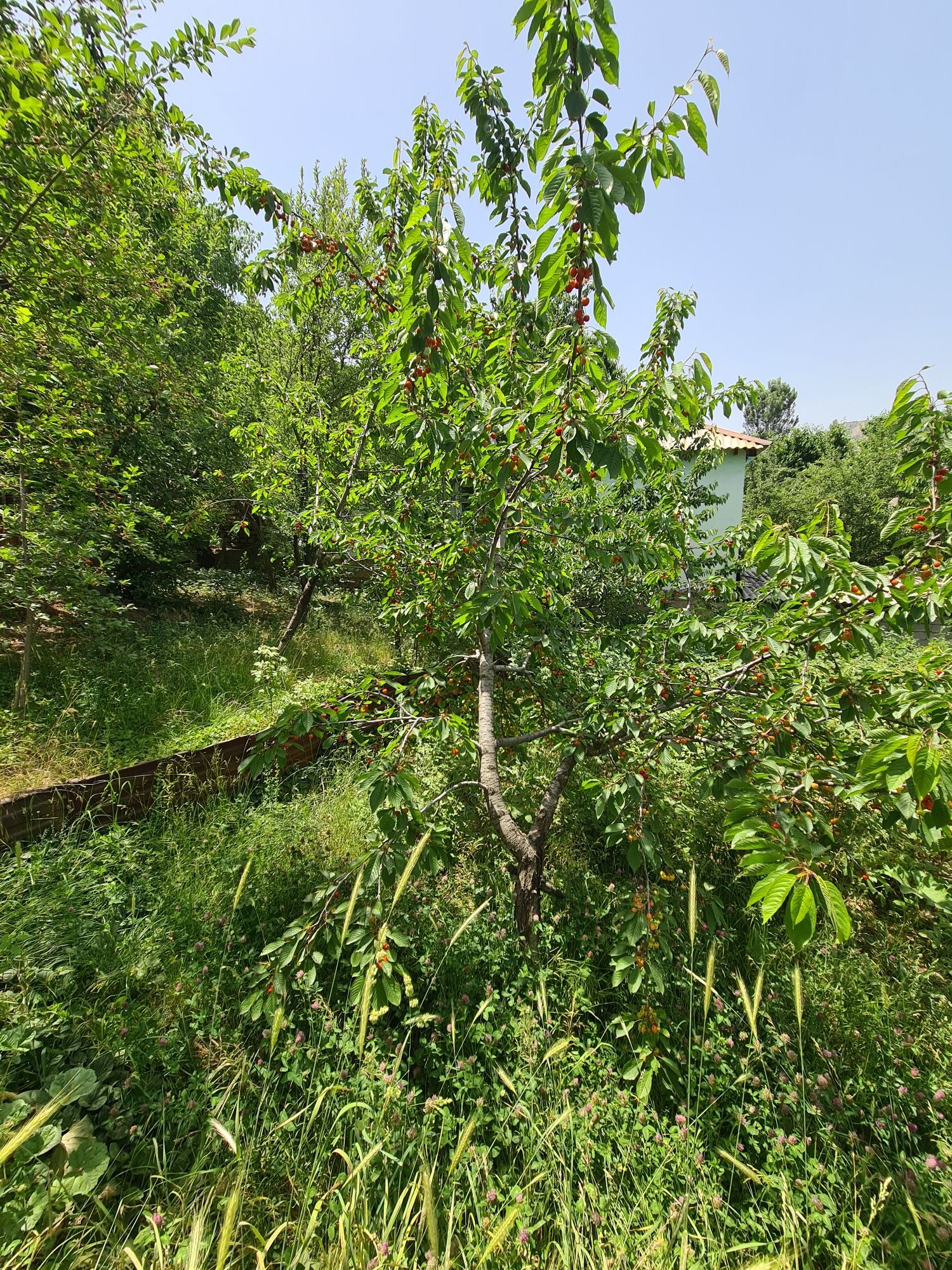 Dacha sotiladi yangiobod angren