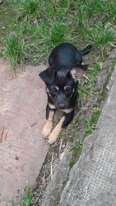 Dau in adoptie caine metis 5 luni fetiță