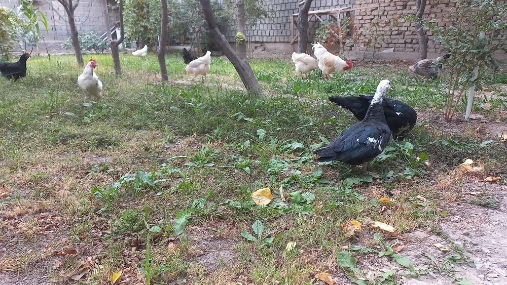 Продаётся домашние яйца