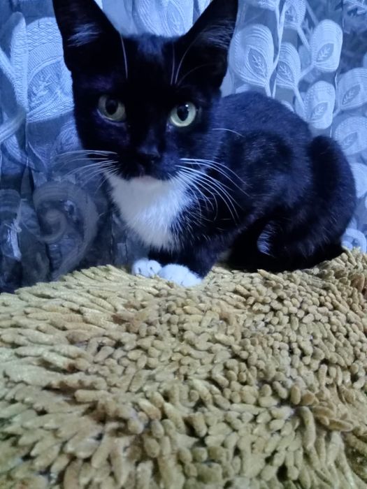 Ищем новый дом для кошечки/ кошка в добрые руки