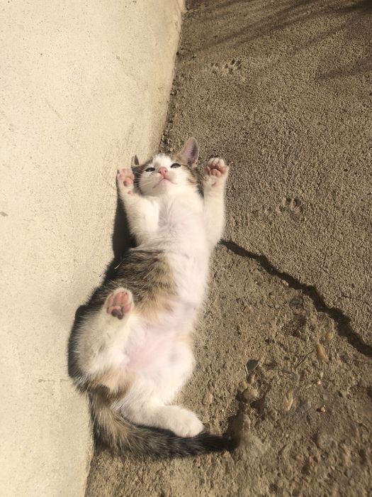Pui de pisica pentru adoptie