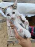 котенок девочка маленькая