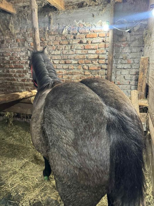 Mânză sură de vanzare