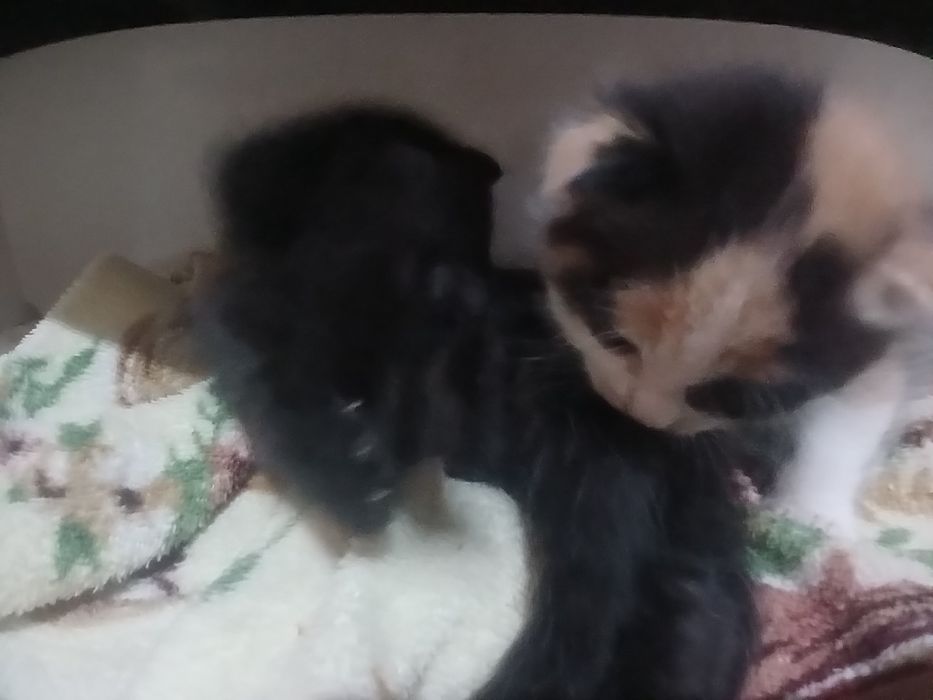 1 oylik mushuklar parodali veslouxo