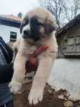 Mascul de ciobănesc caucazian cu pedigree tip A