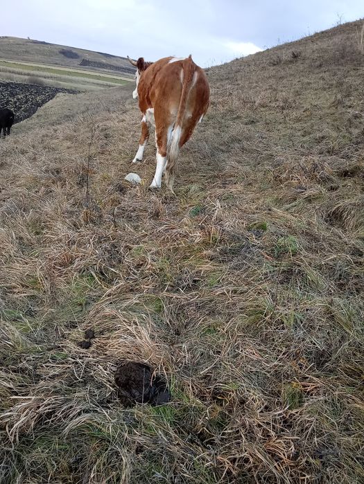 De vânzare junincă