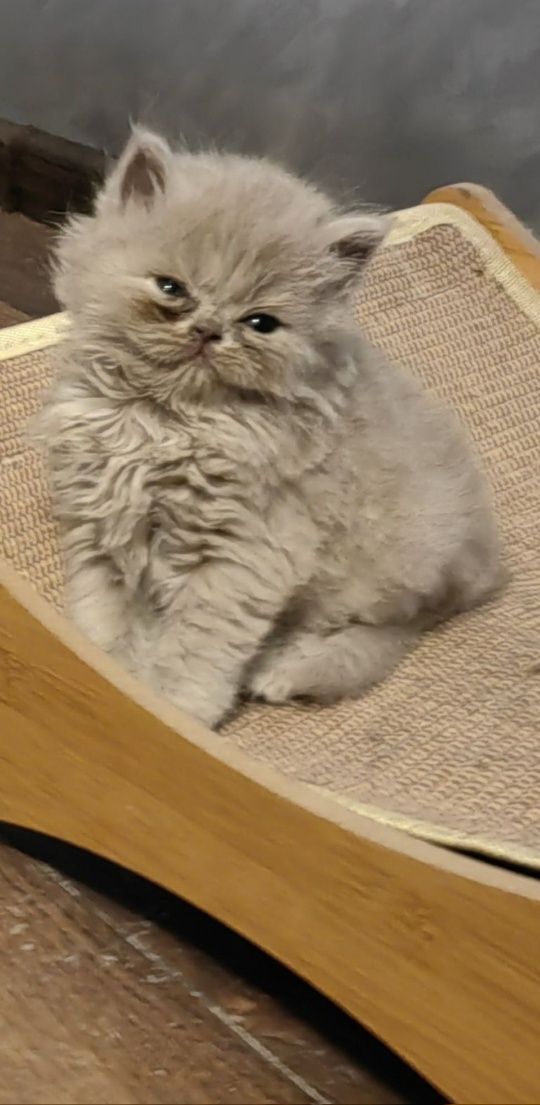 Британски лилави котета