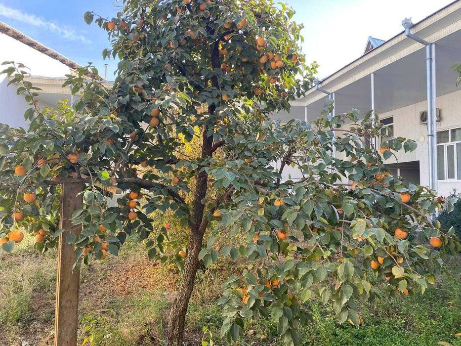 Дом в Учтепинском районе города Ташкента.
