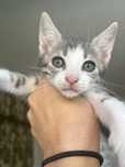 Adoptie pui de pisica constanta