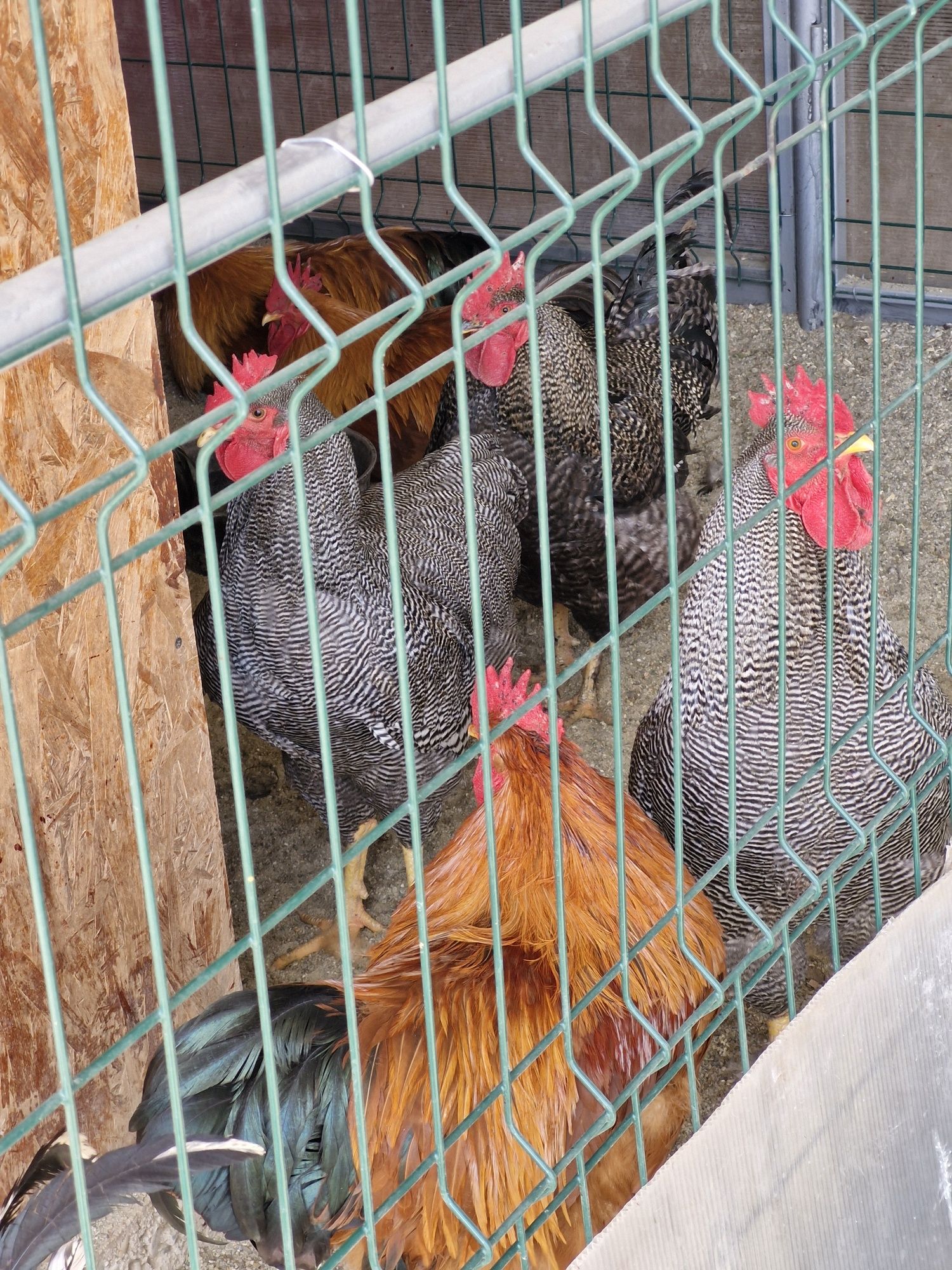 Pasari de rasa și de țară