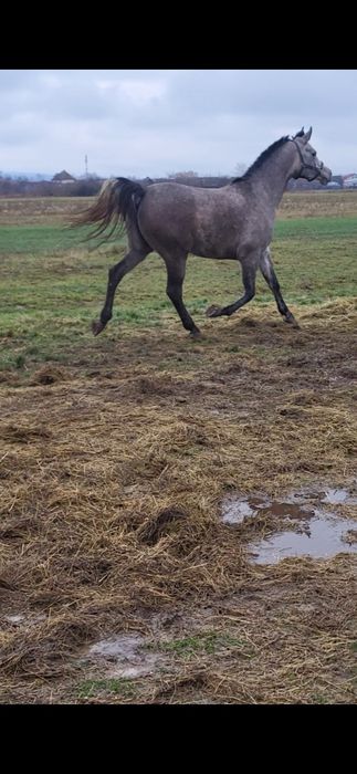 Iapa 5 ani pur sange arab