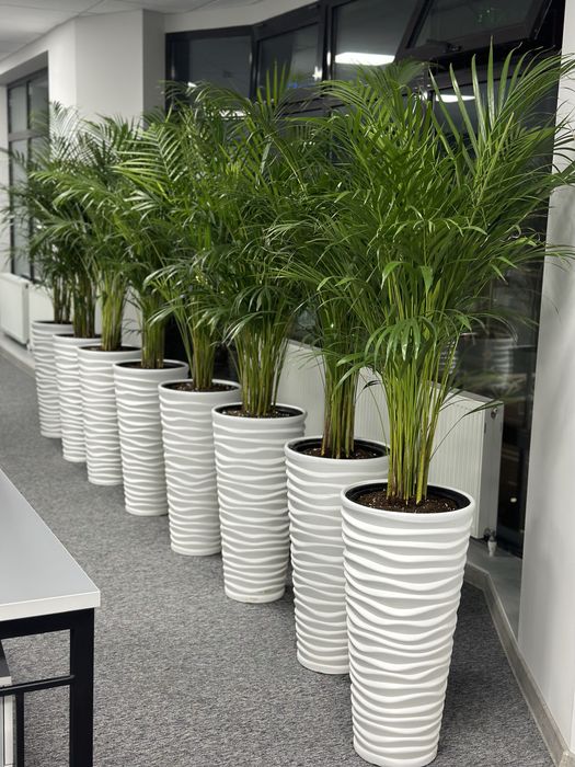 Гуллар 300.000 сўмдан бошланади — шошилинг