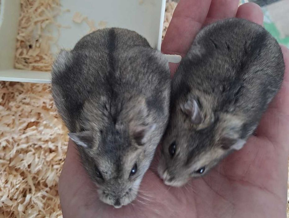Pui de hamster pitic foarte blanzi si draguti