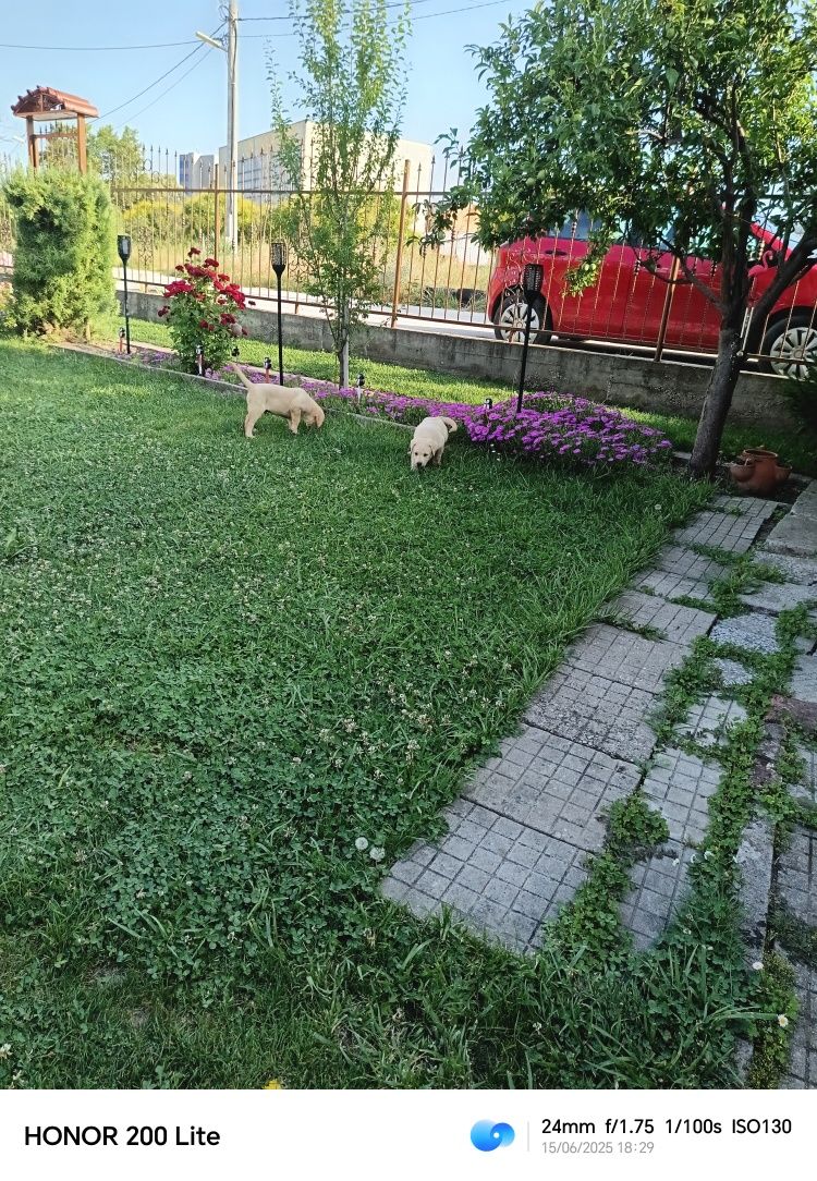 Лабрадори малки момче и момиче на 2 месеца