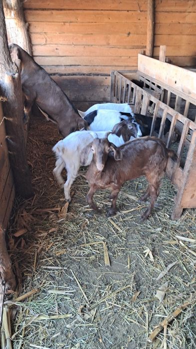 Vând iezi pentru sacrificat au 28 29 32 kg