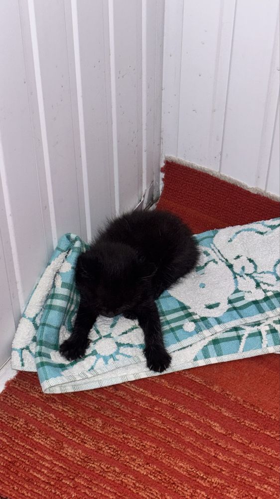 отдаем котенка в добрые руки