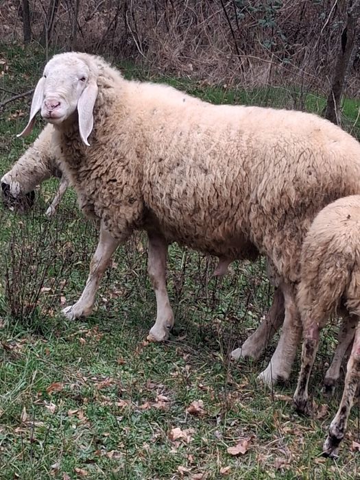 Vând oi bergamasca si sârbești