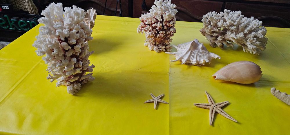 decoratiune acvariu terariu coral scoici decorative