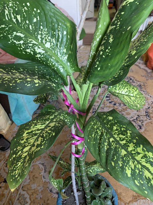 Дифенбахия цветок Талдыкорган.