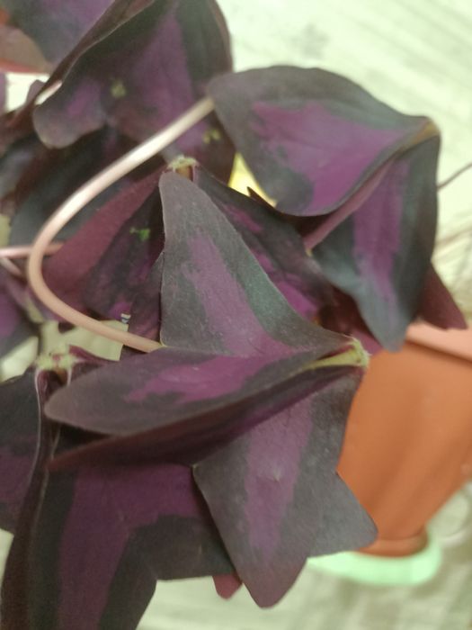 Комнатное растение  кислица бабочки