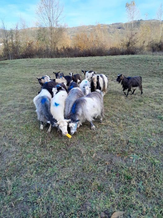 Se vand 13 capre si 2 tapi caprele sunt cele din poze