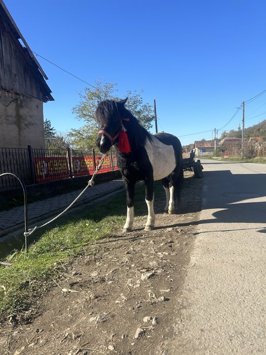 Vand urgent ponei castrat