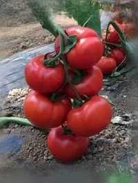 Seminte de tomate Vitara F1 250 sem