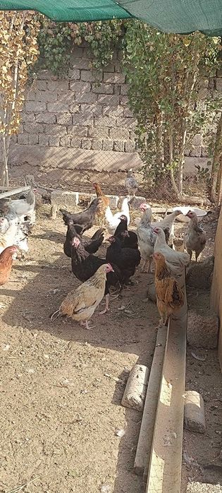 Хонаки товуклар ва хорозлар