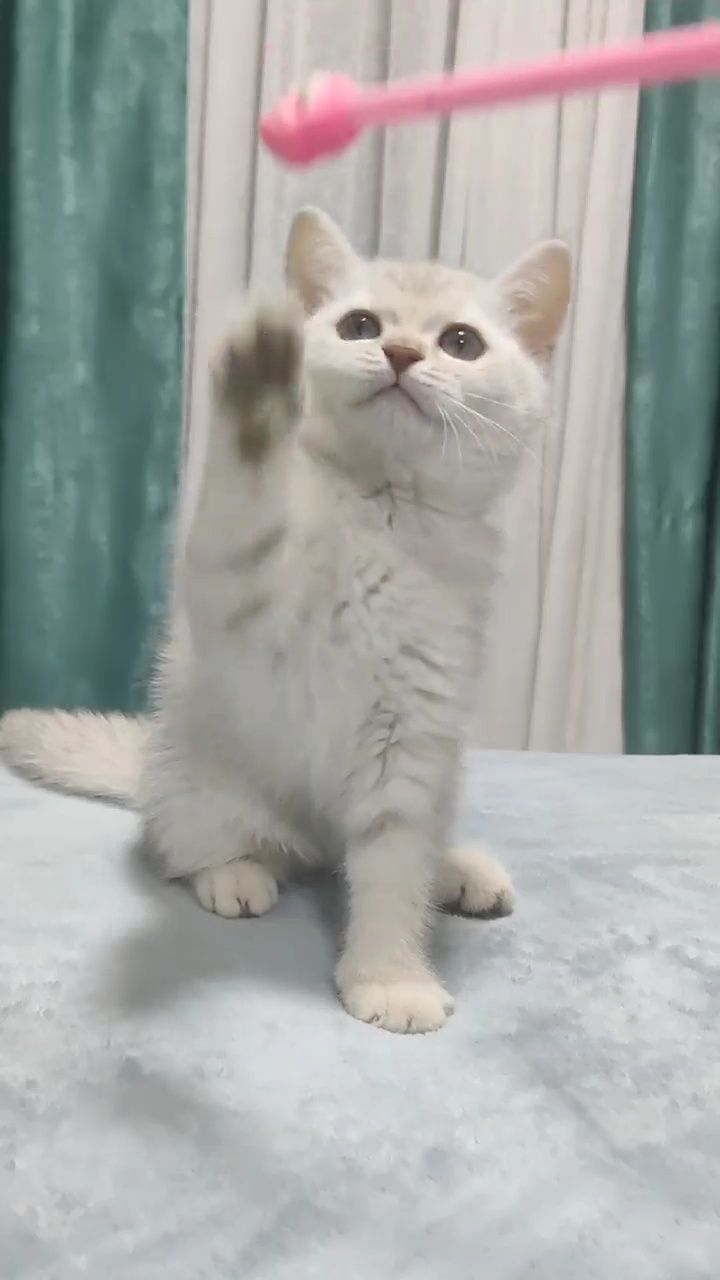 Скотиш страйт серебристая шиншила девочка