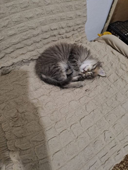 Кот котенок который