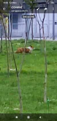 Собака похожа на породу корги бегает в Алмазарском районе возле парка